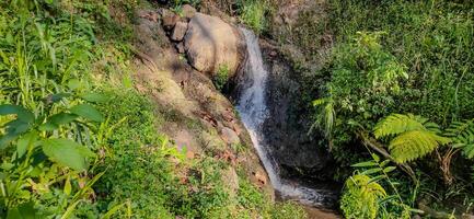 tropisch Wald im coban traurig, Osten Java, Indonesien foto