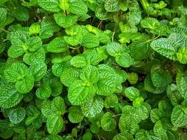 schließen oben von kriechend Charlie Zier Pflanze Pilea nummulariifolia hängend im das Garten foto