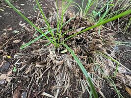 tropisch Glückseligkeit Zitrone Gras, frisch Aroma von Süd-Ost Asien foto