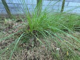 tropisch Glückseligkeit Zitrone Gras, frisch Aroma von Süd-Ost Asien foto