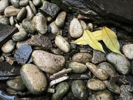 geformt Gelassenheit ein Felsen Garten Oase mit Drimiopsis maculata Lindl paxton foto