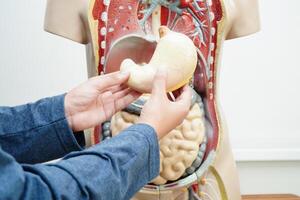 asiatisch Schüler Lernen mit Mensch Körper Modell- im Anatomie Biologie im Klassenzimmer beim hoch Schule. foto