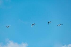 Herde von Seeschwalben fliegend im Karibik Himmel foto