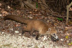 Mexikaner Coati im das Dschungel, Nasua Nasua foto