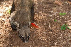 Mexikaner Coati im das Dschungel, Nasua Nasua foto