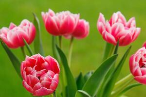 Frühlingszeit in Westfalen foto