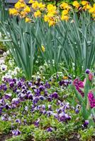 Frühlingszeit in Westfalen foto