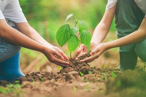 zwei Menschen sind Pflanzen ein Baum zusammen foto