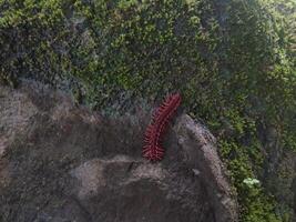 rot Drachen Tausendfüßler ist ein stachelig und giftig Tausendfüßler treffend genannt zum es ist hell rot Farbe. foto