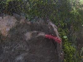 rot Drachen Tausendfüßler ist ein stachelig und giftig Tausendfüßler treffend genannt zum es ist hell rot Farbe. foto