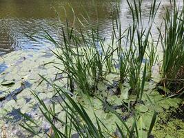 Sumpf mit Wasser Lilien. Teich mit Sumpf Pflanzen. Fluss foto