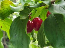 Hartriegel. Hartriegel Beeren auf ein Ast. reif rot Hartriegel Beeren foto