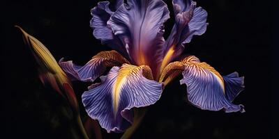 dunkel Pflanze Blumen- Iris Blumen Dekoration Hintergrund Szene foto