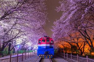 Kirsche blühen und Zug im Frühling beim Nacht es ist ein Beliebt Kirsche blühen Anzeigen Stelle, Jinhae, Süd Korea. foto