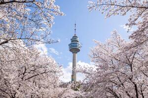 Kirsche Blüten Blühen im Frühling beim E-Welt 83 Turm ein Beliebt Tourist Ziel. im Daegu, Süden Korea. foto