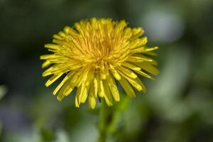 schließen oben von ein Gelb Löwenzahn Blume foto