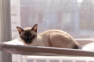entspannt Siamese Katze genießen sonnig Fenster Barsch foto
