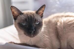 Nahansicht von ein Siamese Katze im sonnendurchflutet Zimmer foto