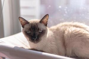 Siamese Katze ruhen im Sanft Morgen Licht foto