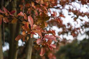 klein Orange Blätter Herbst 2 foto