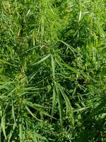 Aussicht von unreif Grün organisch technisch Hanf beim das sonnig Tag. Gras ist nachhaltig Ware. industriell Cannabis. kommerziell Hanf Produktion. natürlich Gesundheit Konzept. medizinisch Marihuana. foto