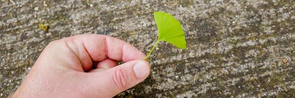 Mensch Hand halten ein jung Grün Pflanze gegen ein texturiert grau Hintergrund, symbolisieren Umwelt Pflege und Erde Tag Konzepte foto