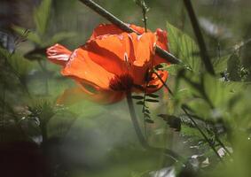 ein Single Orange Blume im das Mitte von ein Feld foto