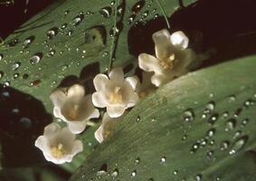 ein schließen oben von etwas Weiß Blumen auf ein Blatt foto