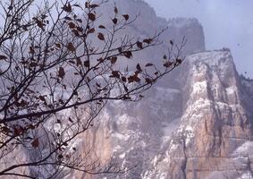 ein Baum mit Blätter auf es im Vorderseite von ein Berg foto