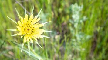 schöne Wildblumen und Wildkräuter auf einer grünen Wiese. warmer und sonniger Sommertag. Wiesenblumen. Wildes Sommerblumenfeld. Sommerlandschaftshintergrund mit schönen Blumen. foto