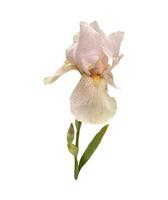 Iris Germanica zärtlich Licht Rosa Beige Garten Blume mit Knospe und Stengel selektiv Fokus Nahaufnahme, ausgeschnitten mit Ausschnitt Pfad Objekt, Blumen- Element von Design, Dekor foto