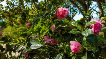 beschwingt Rosa Rosen Blühen im ein sonnendurchflutet Garten, symbolisieren Romantik und Schönheit, Ideal zum Themen verbunden zu Frühling, Valentinsgrüße Tag, oder Mütter Tag foto