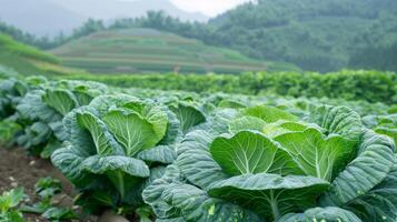 üppig Grün Kohl Feld mit ein neblig Berg Hintergrund, Ideal zum Inhalt verbunden zu nachhaltig Landwirtschaft, organisch produzieren, und Erde Tag Themen foto