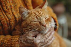 Alten Katze Sein gestreichelt sanft, ein herzerwärmend Szene von Zuneigung und Pflege auf Katze Tag foto