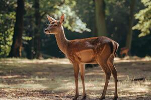 Tierwelt keuchend im das Schatten während Gipfel Hitze, ein Hirsch im ein Wald Clearing suchen betont foto