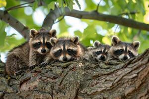 Familie von Waschbären zusammengekauert im das Schatten von ein Baum, suchen erschöpft von das Hitze foto