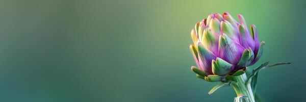 Artischocke Blume schließen oben isoliert auf ein Grün Gradient Hintergrund foto