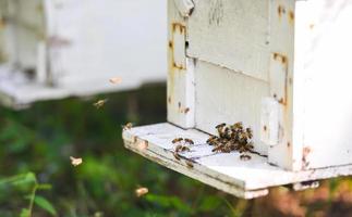 Bienenbienenhaus Bienenstock zur Honigernte, Imkerbienenstock mit Bienen, die zu den Landebrettern fliegen. Imkerei foto