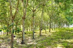 Gummiplantagen mit Gummibaumlandwirtschaft Asien für Naturlatexbaum im Garten von Thailand foto
