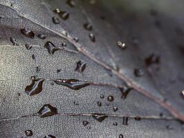 Nahansicht von Wasser Tropfen auf dunkel Blatt. Herbst Blatt nach das Regen. foto