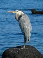 Blaureiher, Ecuador foto