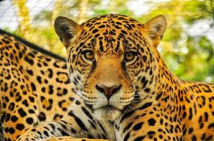 erwachsener Jaguar, Ecuador foto