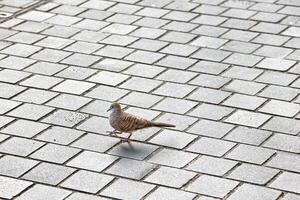 ein klein braun Vogel auf ein Pflasterung Block. foto