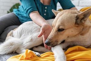 süßer Hirte auf dem Sofa zu Hause foto