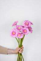 weiblich Hand halten schön Pastell- Rosa gerber Blumen Strauß. Frau geben Gänseblümchen Blumen wie ein Geschenk. ästhetisch Urlaub Feier Konzept. isoliert auf das Weiß Mauer Hintergrund. Kopieren Raum. foto