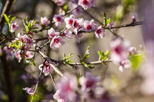 Pfirsich Blume im Frühling 7 foto