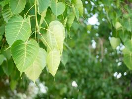 Grün Bodhi Blätter flattern zurück und her. foto