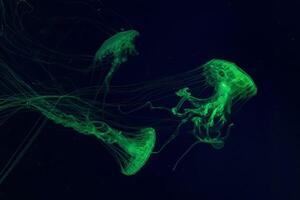 Gruppe von fluoreszierend Qualle Schwimmen unter Wasser Aquarium Schwimmbad. foto