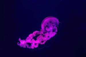 Süd amerikanisch Meer Nessel Gelee Fisch schwimmen unter Wasser Aquarium Schwimmbad mit Rosa Neon- Licht foto