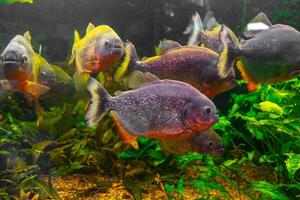 Piranha, Pygocentrus Nattereri Schwimmen im Aquarium Schwimmbad mit Grün Seetang. foto